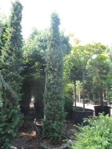  Zuilvormige Ceder (Cedrus Libani 'Fastigiata')