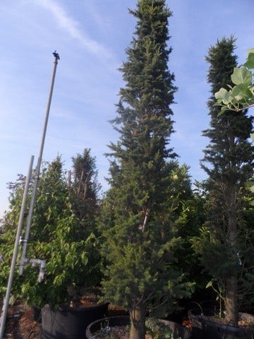  Zuilvormige Ceder (Cedrus Libani 'Fastigiata')