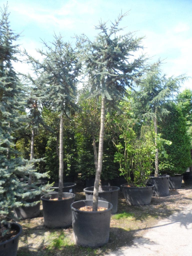  Atlasceder (Cedrus Libani 'Glauca')