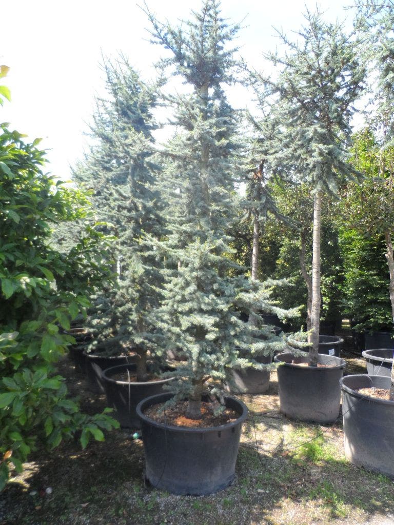  Atlasceder (Cedrus Libani 'Glauca')