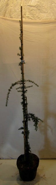  Treurceder Als Boom (Cedrus Libani 'Glauca Pendula')