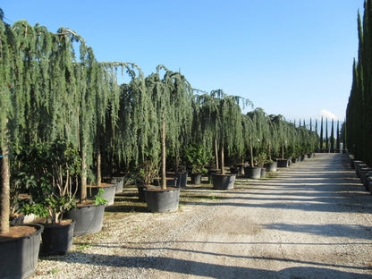  Treurceder Als Boom (Cedrus Libani 'Glauca Pendula')
