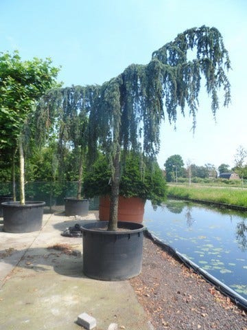  Treurceder Als Boom (Cedrus Libani 'Glauca Pendula')