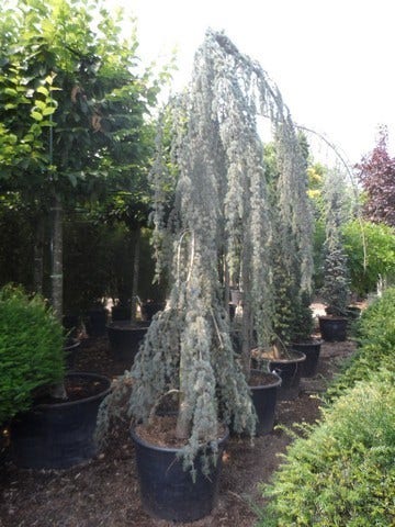 Treurceder Als Boom (Cedrus Libani 'Glauca Pendula')