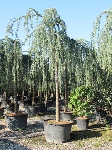  Treurceder Als Boom (Cedrus Libani 'Glauca Pendula')