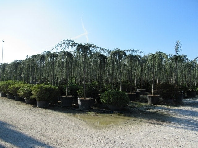  Treurceder Als Boom (Cedrus Libani 'Glauca Pendula')