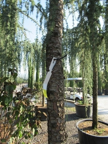  Treurceder Als Boom (Cedrus Libani 'Glauca Pendula')