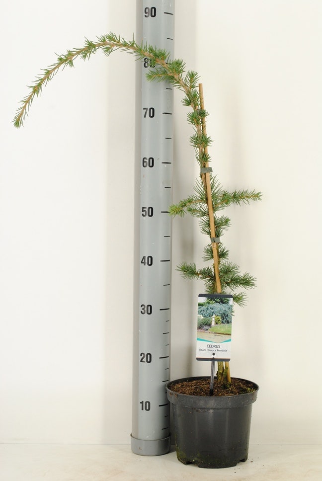  Treurceder Als Boom (Cedrus Libani 'Glauca Pendula')