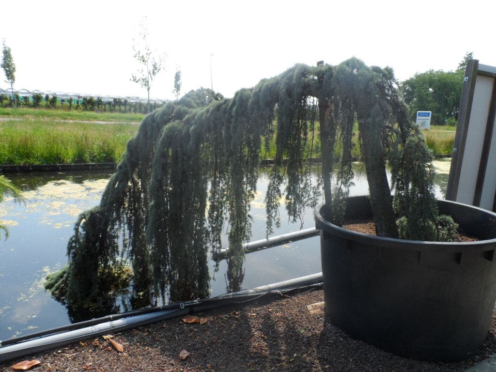  Treurceder Op Stam (Cedrus Libani 'Glauca Pendula')