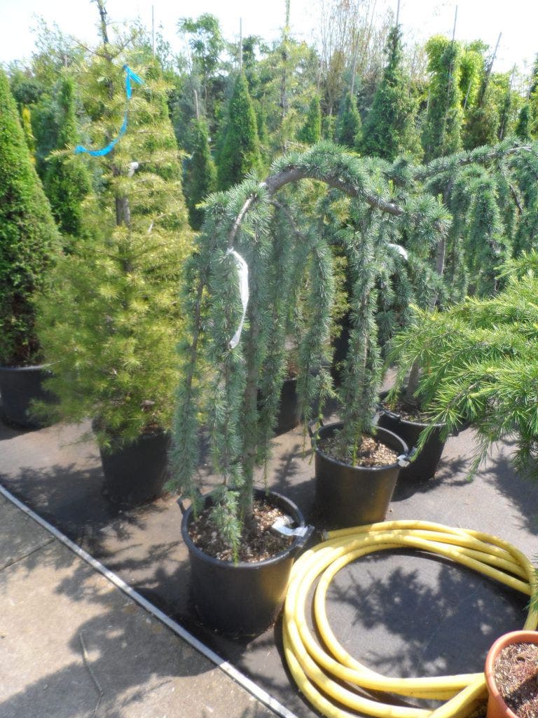  Treurceder Op Stam (Cedrus Libani 'Glauca Pendula')