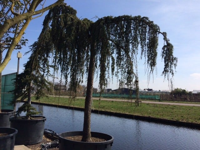  Treurceder Als Boom (Cedrus Libani 'Glauca Pendula')