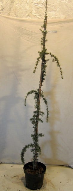  Treurceder Als Boom (Cedrus Libani 'Glauca Pendula')