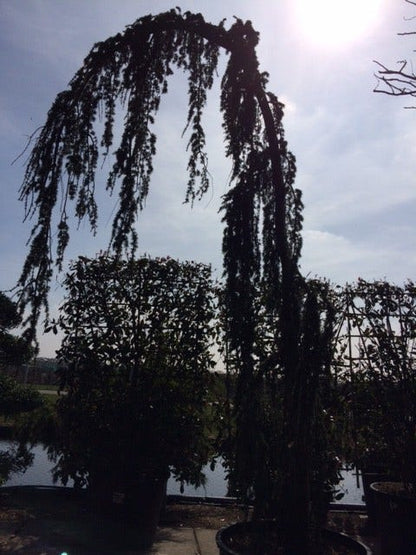  Treurceder Als Boom (Cedrus Libani 'Glauca Pendula')