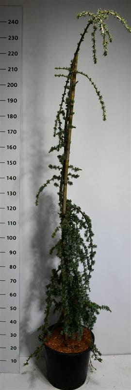  Treurceder (Cedrus Libani 'Glauca Pendula')