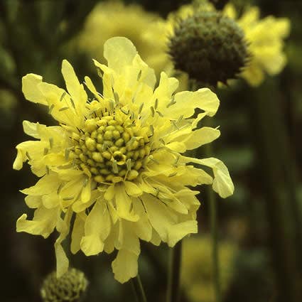  Gele Scabiosa (Cephalaria Gigantea)