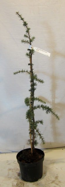  Treurceder Als Boom (Cedrus Libani 'Glauca Pendula')