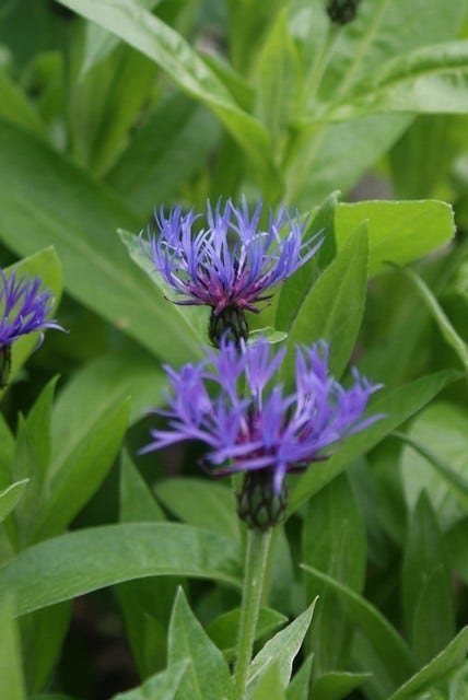  Korenbloem (Centaurea Montana 'Grandiflora')