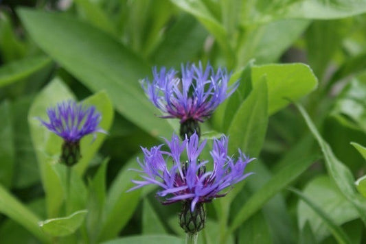  Korenbloem (Centaurea Montana 'Grandiflora')