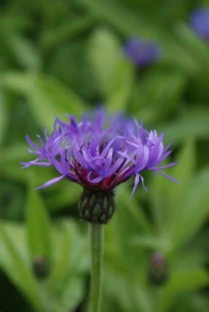 Korenbloem (Centaurea Montana 'Grandiflora')
