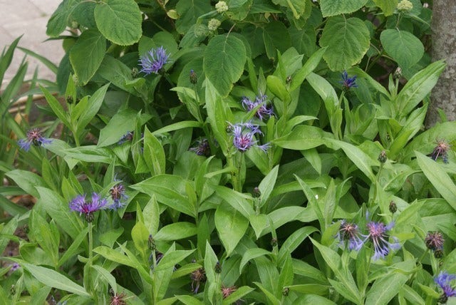  Korenbloem (Centaurea Montana 'Grandiflora')
