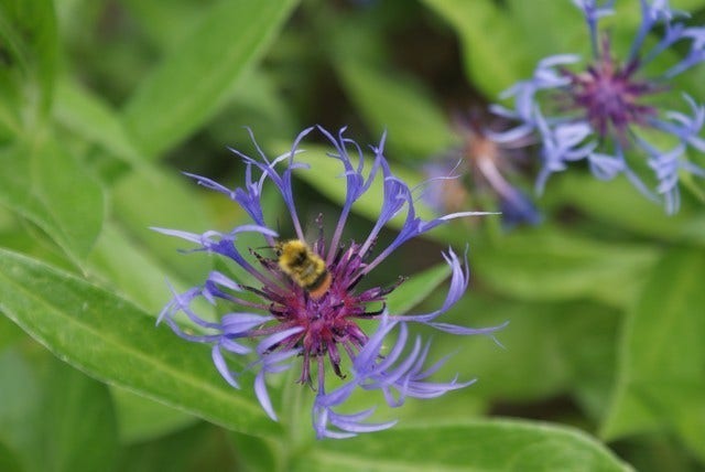  Korenbloem (Centaurea Montana 'Grandiflora')