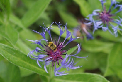  Korenbloem (Centaurea Montana 'Grandiflora')