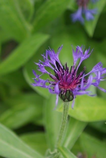  Korenbloem (Centaurea Montana 'Grandiflora')