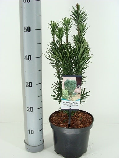  Knoptaxus (Cephalotaxus Harringtonia 'Fastigiata')