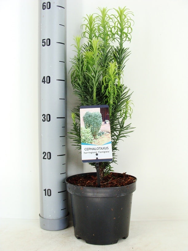  Knoptaxus (Cephalotaxus Harringtonia 'Fastigiata')