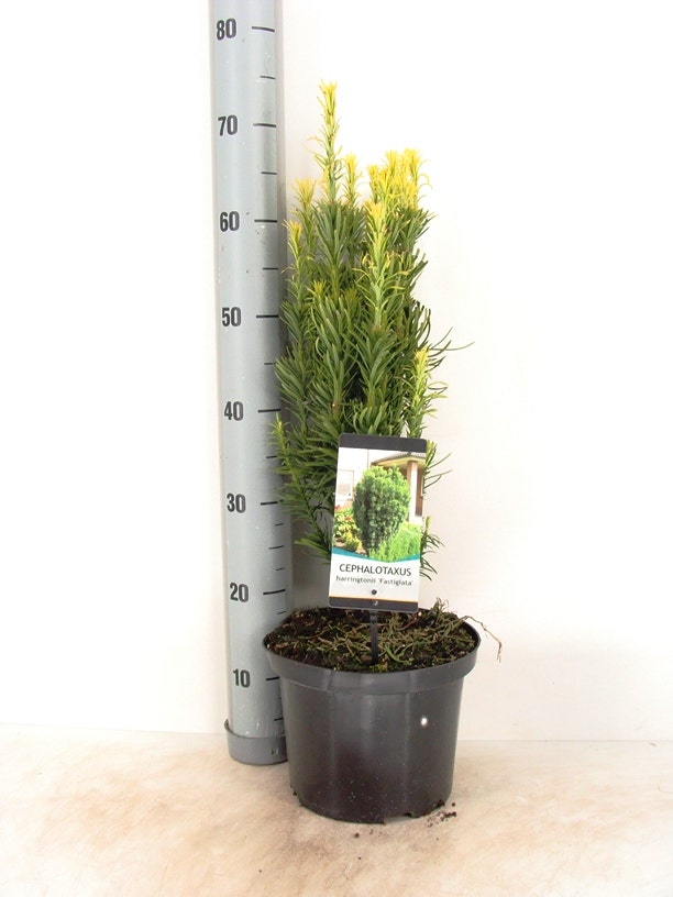  Knoptaxus (Cephalotaxus Harringtonia 'Fastigiata')