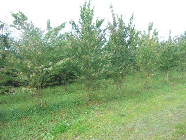  Katsoera Als Struik (Cercidiphyllum Japonicum)