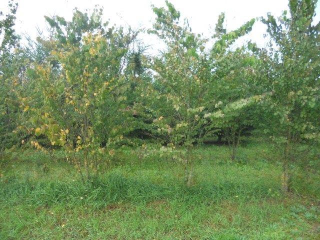  Katsoera Als Struik (Cercidiphyllum Japonicum)