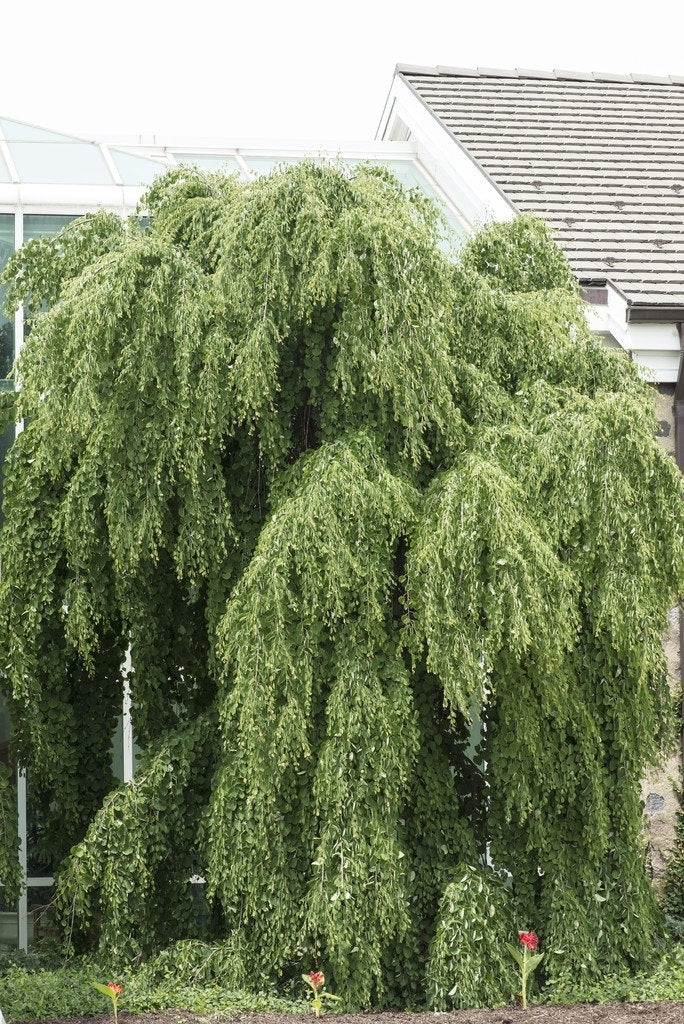  Katsoera (Cercidiphyllum Japonicum 'Pendulum')