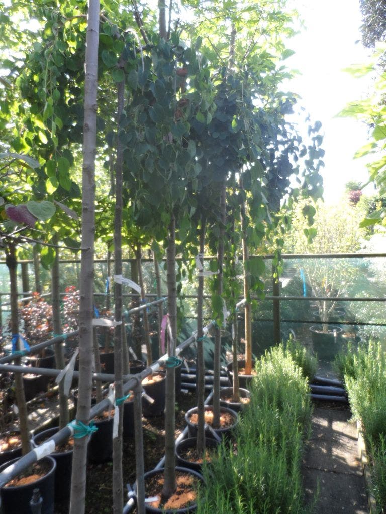  Katsoera (Cercidiphyllum Japonicum 'Pendulum')
