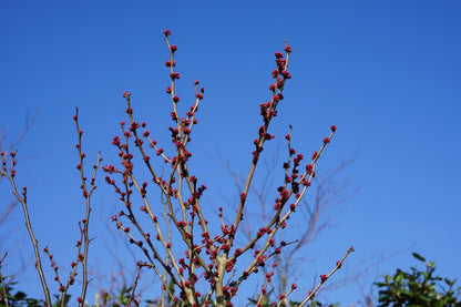  Chinese Judasboom (Cercis Chinensis 'Avondale')