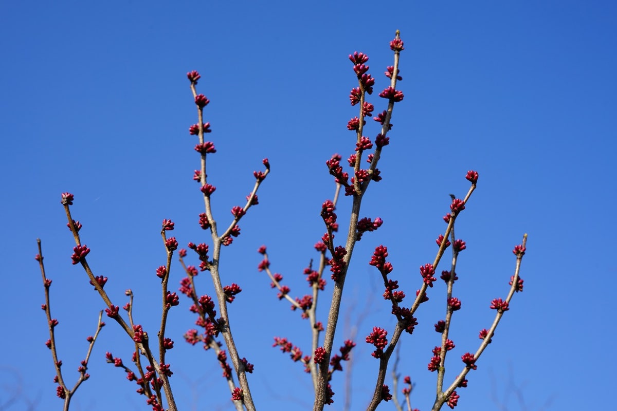  Chinese Judasboom (Cercis Chinensis 'Avondale')