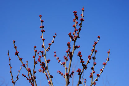  Chinese Judasboom (Cercis Chinensis 'Avondale')