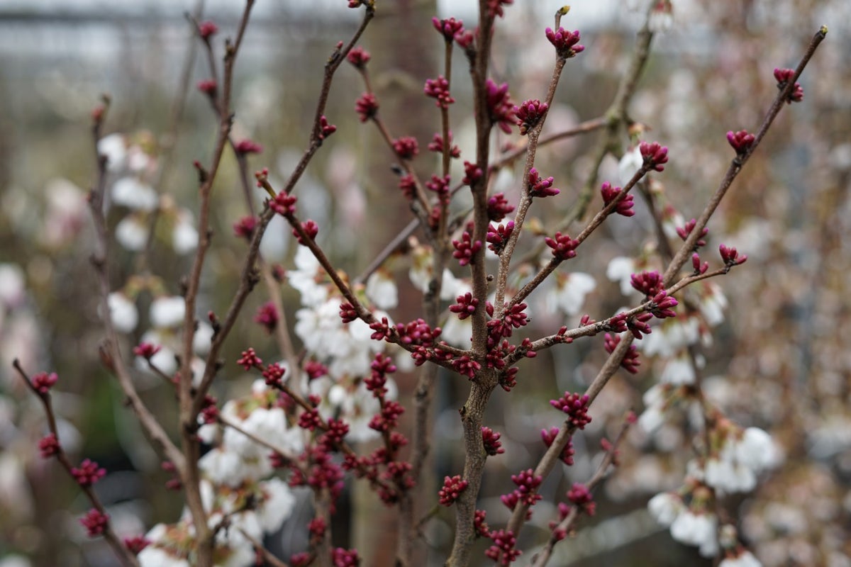  Chinese Judasboom (Cercis Chinensis 'Avondale')