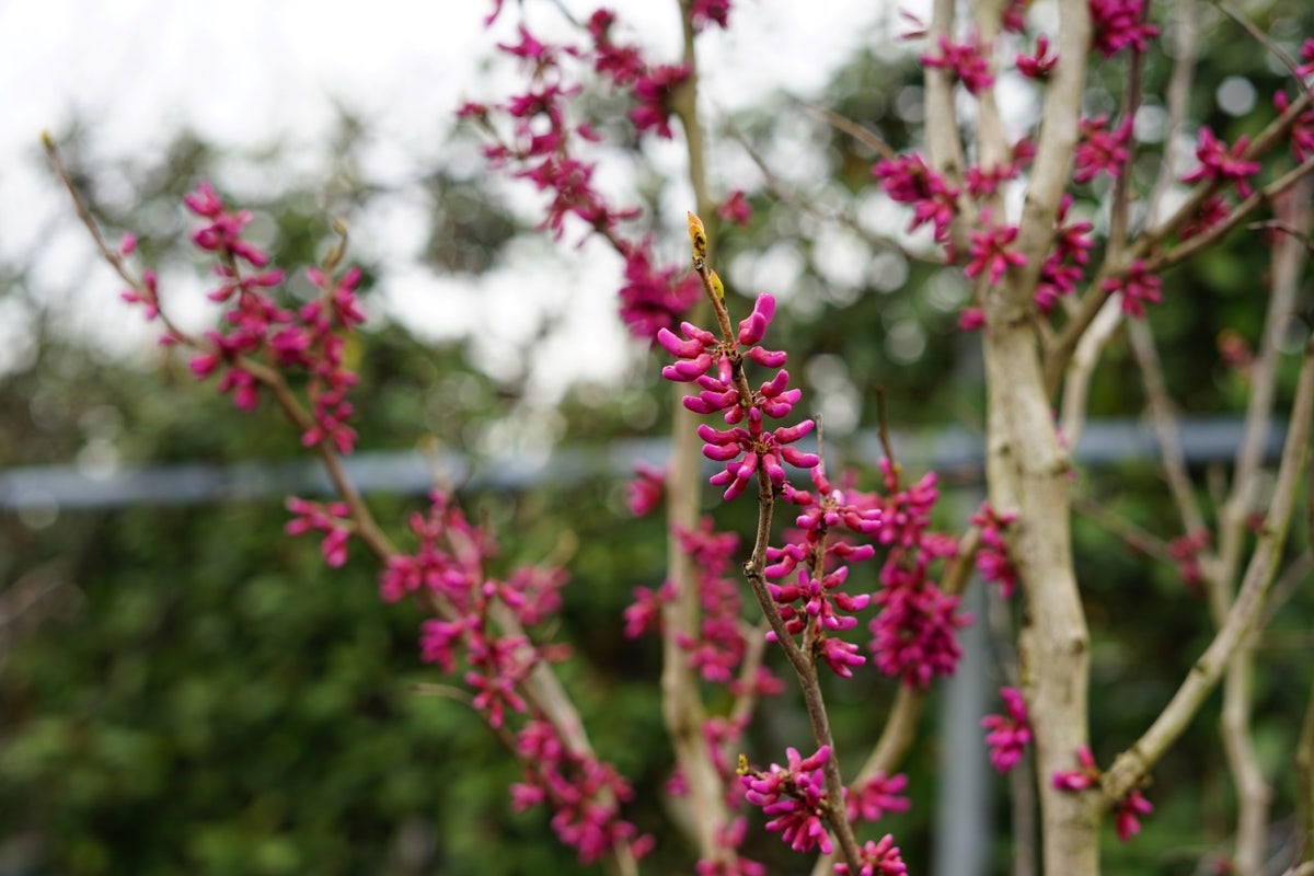  Chinese Judasboom (Cercis Chinensis 'Avondale')