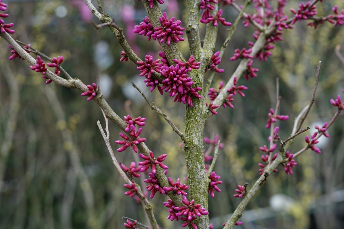 Chinese Judasboom (Cercis Chinensis 'Avondale')
