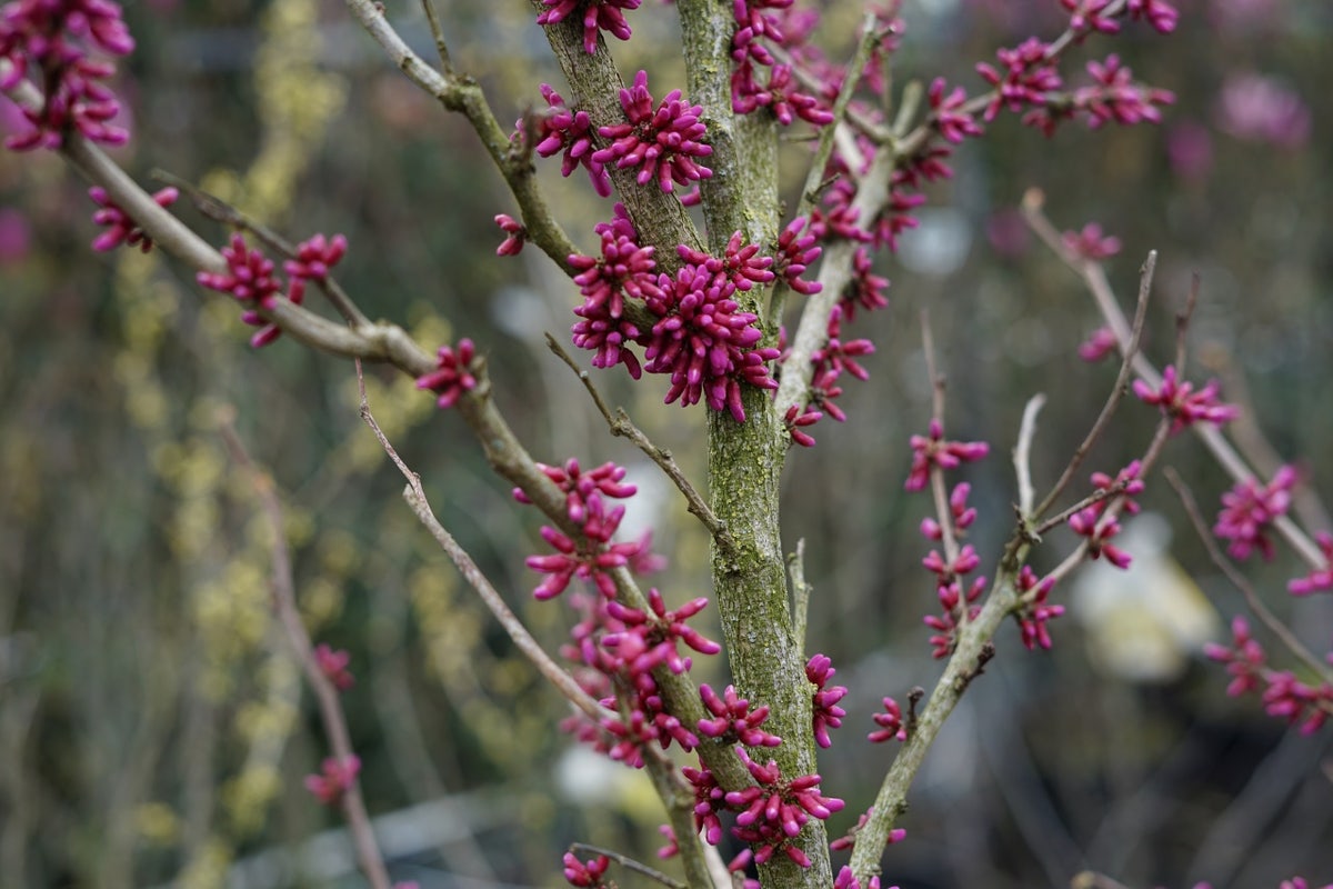  Chinese Judasboom (Cercis Chinensis 'Avondale')