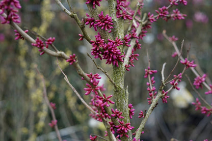  Chinese Judasboom (Cercis Chinensis 'Avondale')