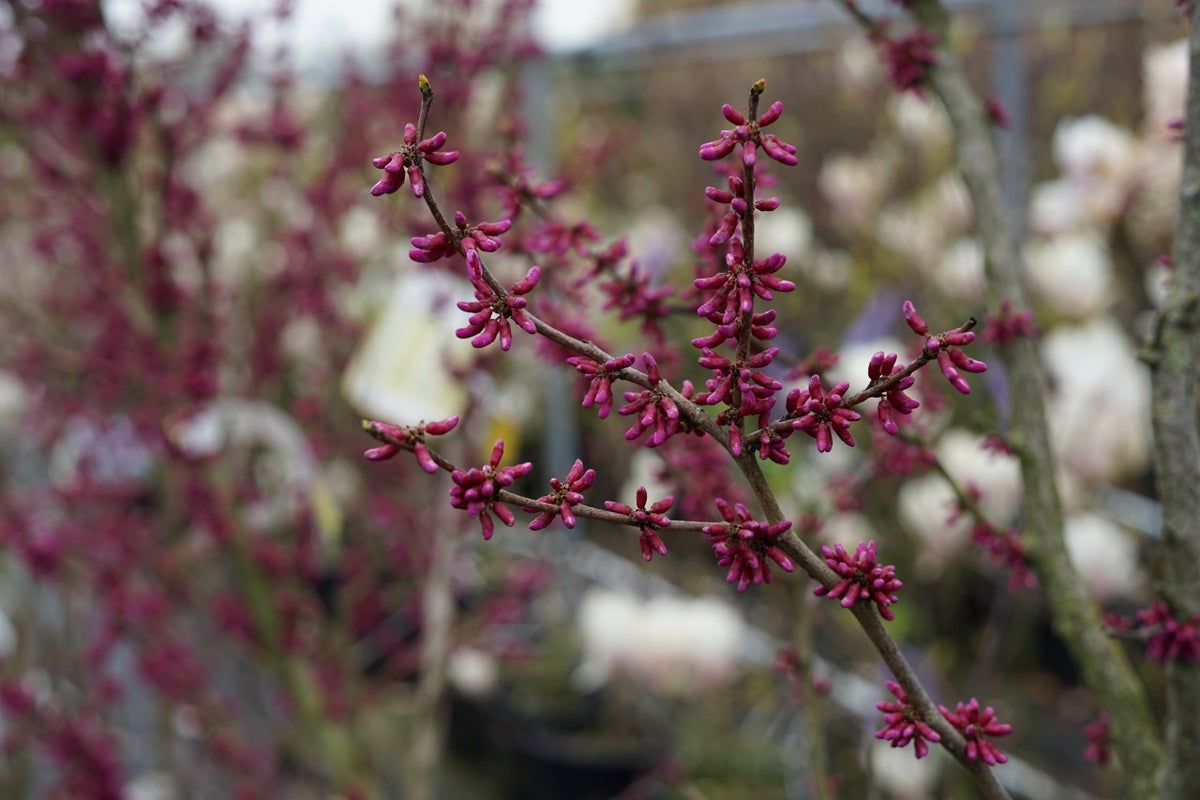  Chinese Judasboom (Cercis Chinensis 'Avondale')