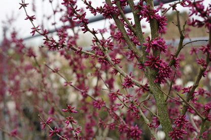  Chinese Judasboom (Cercis Chinensis 'Avondale')