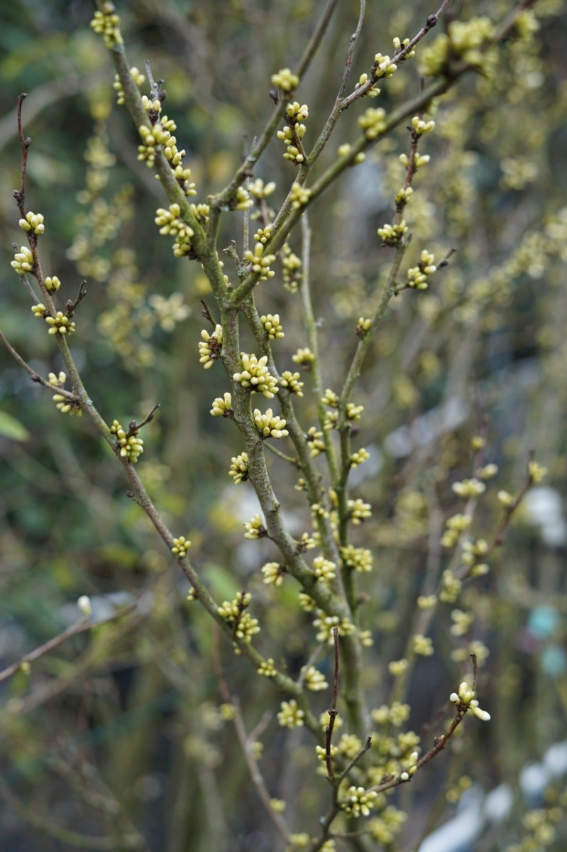  Chinese Judasboom (Cercis Chinensis 'Shirobana')