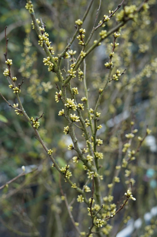  Chinese Judasboom (Cercis Chinensis 'Shirobana')