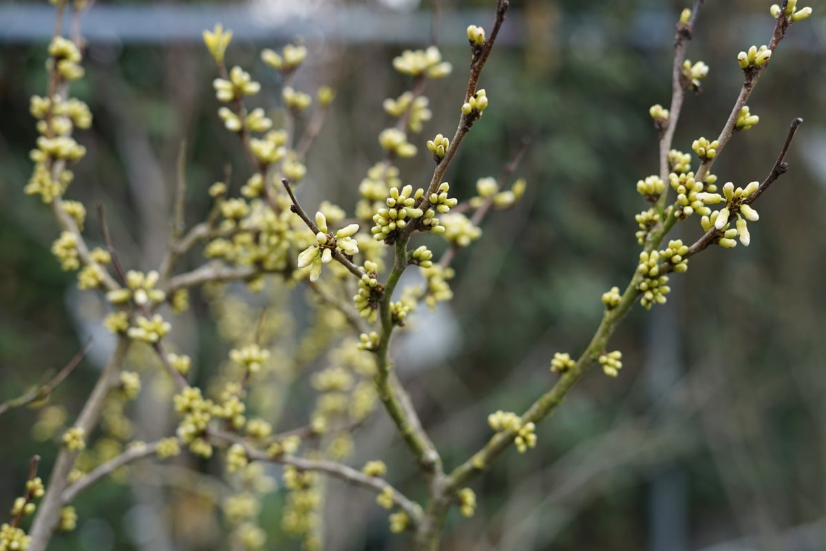 Chinese Judasboom (Cercis Chinensis 'Shirobana')