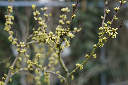  Chinese Judasboom (Cercis Chinensis 'Shirobana')