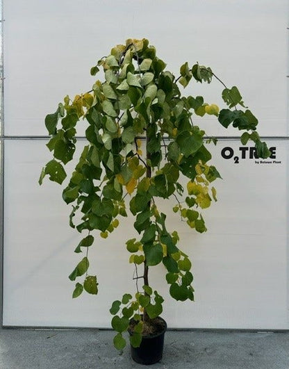  Judasboom (Cercis Canadensis 'Vanilla Twist')