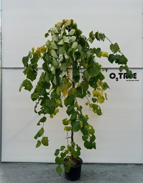  Judasboom (Cercis Canadensis 'Vanilla Twist')